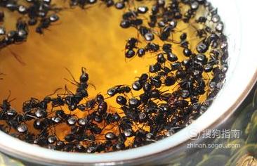 黑蚂蚁泡酒的功效与作用