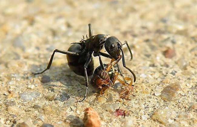 哪些人不适合吃黑蚂蚁